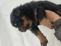Yavru Rottweiler