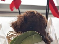Kore Toy Poodle