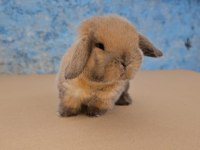 Mini lop tavşanı bebeklerimiz