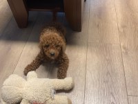 OYUNCU TOY POODLE