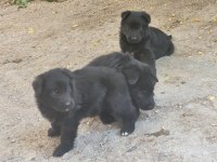 Alman Çoban Köpeği Showline