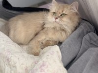 Yetişkin Dişi CY11 British Longhair