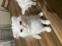 Scottish fold 3 aylık yavrular erkek