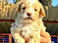 Maltipoo yavrularımda son nokta