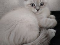 Scottish fold yavrularımız yeni evlerine gitmeye hazır