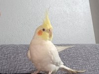 Sultan papağanı çift 1 dişi bir erkek çift kafes dahil
