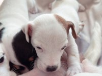 Jack russell kısa bacak çiftlik veya üretici değilim