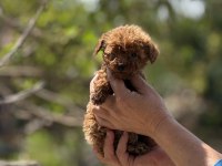 AŞILI ÇİŞ EĞİTİMLİ TEACUP TOY POODLE 