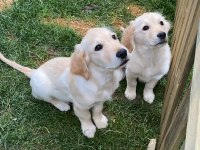 Muhteşem Babyface Golden Retriever Yavrular