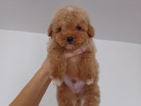Teacup toy poodle