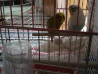 Acil satılık çift muhabbet kuşu