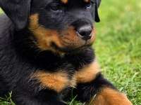 Türkiyenin en güvenilir çiftliğinden rottweiler