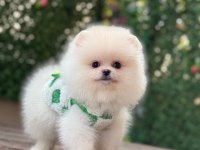 Yavru pomeranian boo
