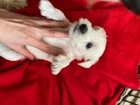 Safkan Minyatür Schnauzer