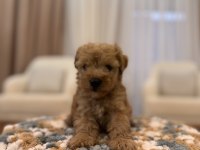 İpek gibi Maltipoo