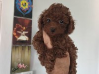 Birbirinden Sevimli Köpekler