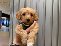 2 aylık dişi Maltipoo aşıları yapıldı