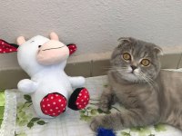 Scottish fold 2.5 yaşında bütün eşyalarıyla verilecektir