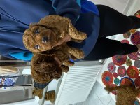 Mükemmel kalitede red ve dark redbrown poodle bebekler