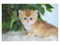 British Shorthair Golden Yavruları