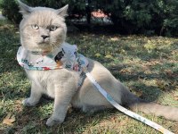 Blue Point 4 Yaşında Erkek Kedimiz