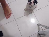 French bulldog 3 aylık