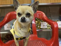 Chihuahua tüm aşıları tam full oyuncu
