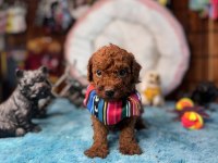 Minicik toy Poodle bebekler