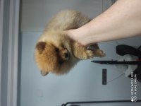 2 aylık pomeranian boo erkek