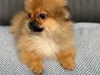 Pomeranian Spitz
