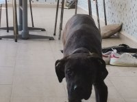 A Class Presa Canario Yavruları