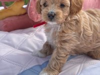 Mükemmel Güzellikteki Maltipoo Yavrularımız
