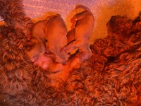 Toy Poodle yavrularımız son 2 dişi