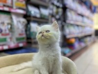 İRAN KEDİSİ YAVRULARIMIZ ERKEK DİŞİ