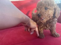 Teacup kore baba toy poodle annenin yavruları