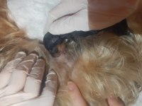 Mini yorkshire terrier