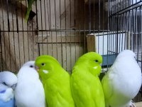Sahibinden çekoslovak muhabbet kuşları