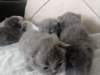 Scottish fold yavru Antalya