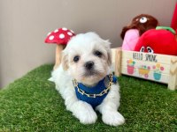 Korea Maltese terrier baby cep boy