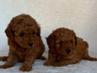 Toy poodle yavrusu köpekler