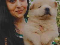 Çin aslanı chow chow