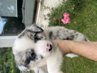 Üstün Kalite Border Collie Yavrular