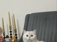Sevimli british shorthair kedicik