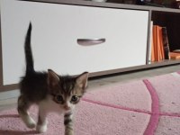 2 AYLIK ERKEK KARDEŞ KEDİLER