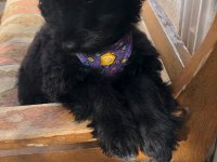 MALTESE TERRİER YAVRU