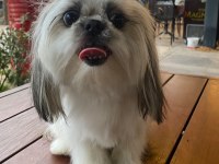 Shih Tzu Yavrularımız