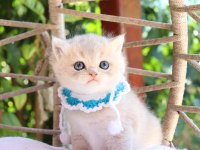 SAFKAN BRİTİSH SHORTHAİR BLUE GOLDEN