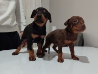 Doberman yavrusu