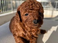 Toy Poodle Dişi Köpeği