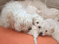 Beyaz ve renkli terrier bebekler